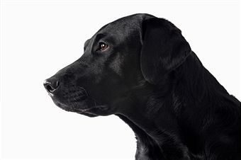 black labrador - the cancer sniffer