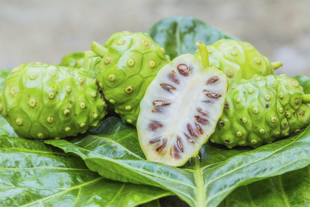 Amazing benefits of Noni fruit for cancer patients