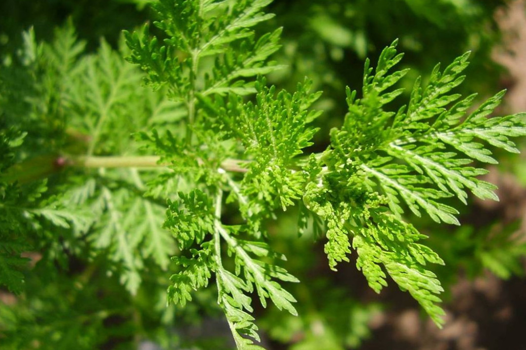 Benefits of Sweet Wormwood for Breast Cancer