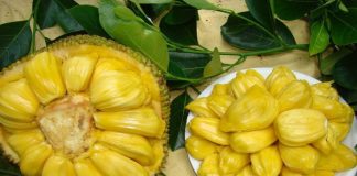 Is jackfruit a Powerful Cancer Killer