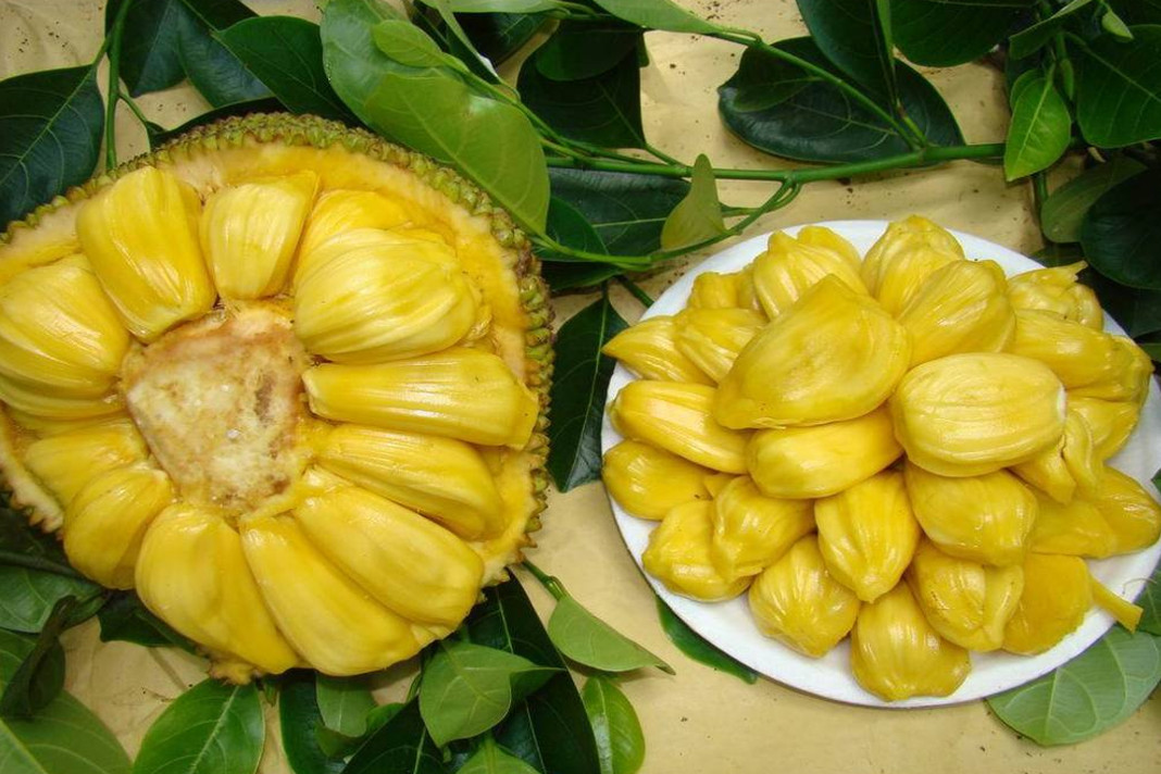 Is jackfruit a Powerful Cancer Killer