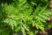 Benefits of Sweet Wormwood for Breast Cancer
